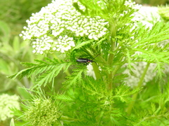 Polemius denticornis