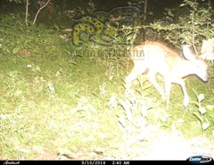 Odocoileus virginianus sinaloae