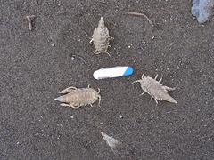Saduria