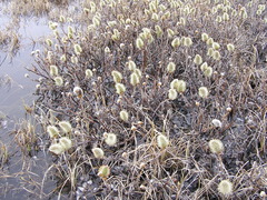 Salix richardsonii