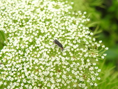 Polemius denticornis