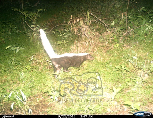 American Hog-nosed Skunk