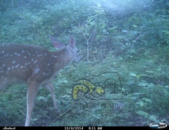 Odocoileus virginianus sinaloae