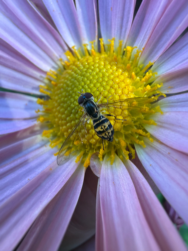 Unknown species found near Rockingham County, US-NH, US