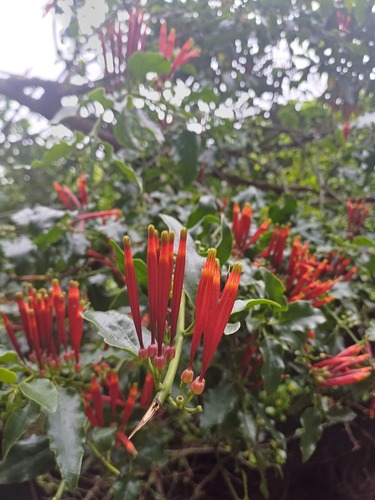 Lighted Matches (Agelanthus kraussianus)