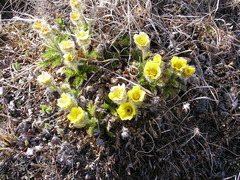 Geum glaciale