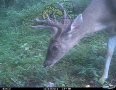 Odocoileus virginianus sinaloae