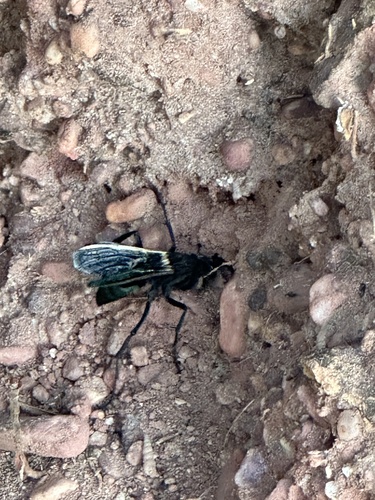 Pepsis decorata