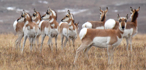 Pronghorn photographed in Nebraska