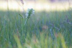 Dactylorhiza incarnata ochroleuca