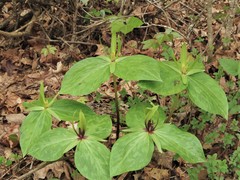 Trillium viridescens