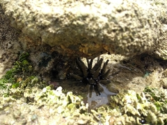 Eucidaris tribuloides