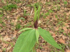 Trillium viridescens