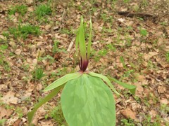 Trillium viridescens