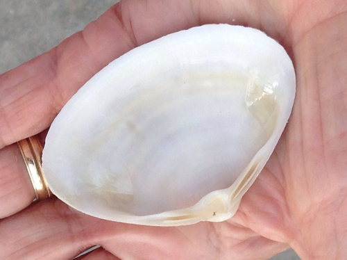 Southern Surfclam