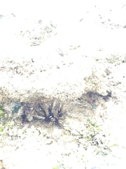 Eucidaris tribuloides