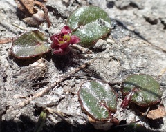 Centella cordifolia