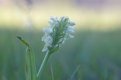 Dactylorhiza incarnata ochroleuca