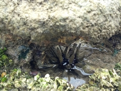 Eucidaris tribuloides
