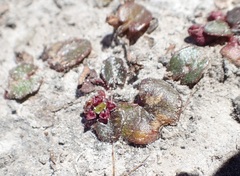 Centella cordifolia
