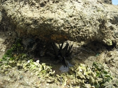 Eucidaris tribuloides