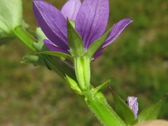 Triodanis lamprosperma