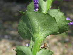 Triodanis lamprosperma