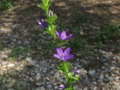 Triodanis lamprosperma