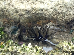 Eucidaris tribuloides