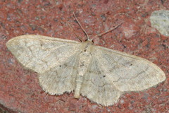 Idaea deversaria