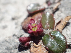 Centella cordifolia