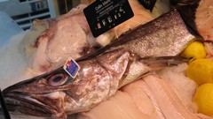 Merluccius merluccius