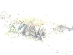 Eucidaris tribuloides