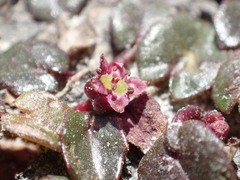 Centella cordifolia