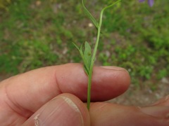 Triodanis leptocarpa