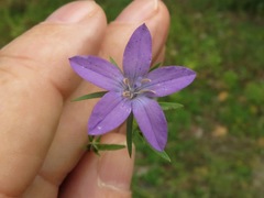 Triodanis leptocarpa