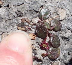 Centella cordifolia