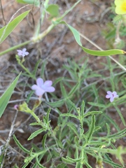 Endostemon tenuiflorus