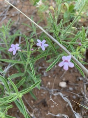 Endostemon tenuiflorus