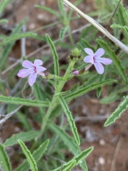 Endostemon tenuiflorus