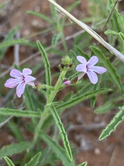 Endostemon tenuiflorus