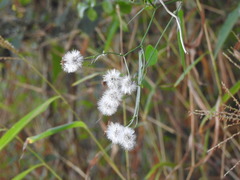 Senecio scandens