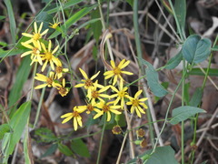 Senecio scandens
