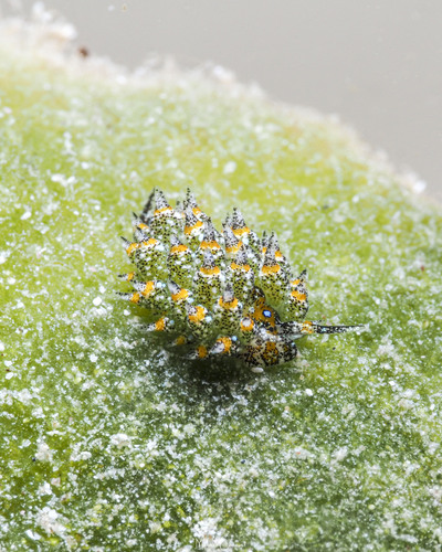 Costasiella ocellifera