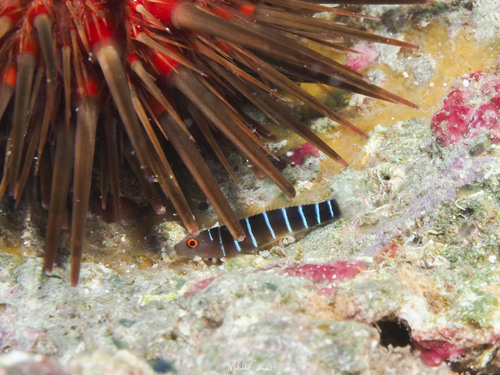 Ginsburgellus novemlineatus
