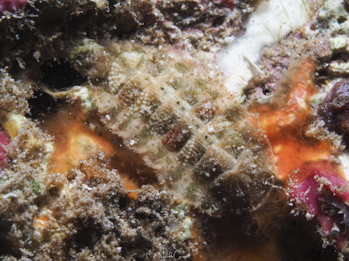 Calloplax janeirensis