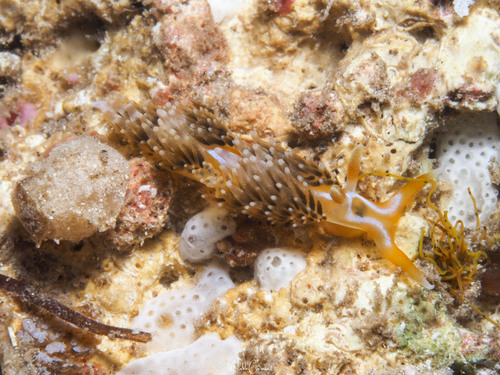 Phidiana lynceus