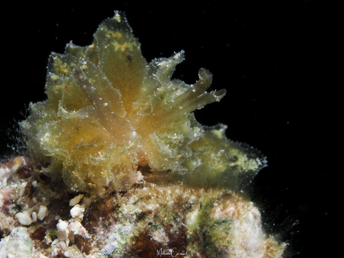 Polybranchia schmekelae