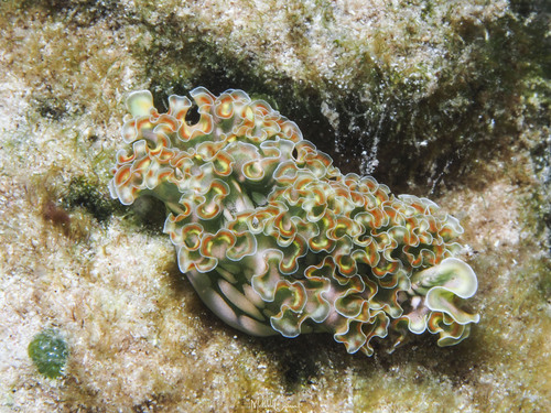 Elysia crispata