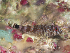 Mimic Triplefin photo 1